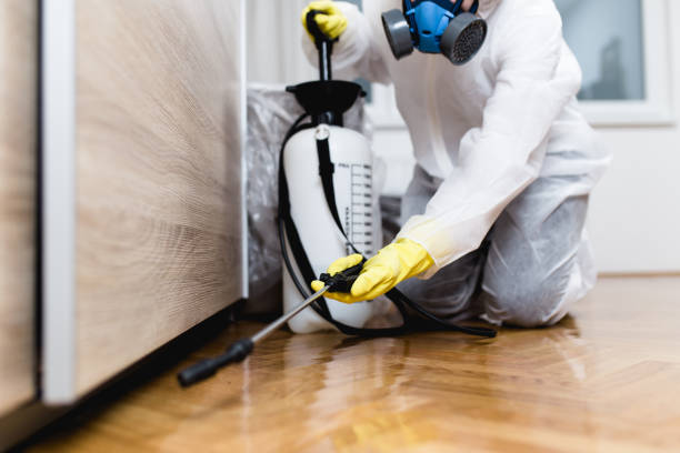Best Local Pest Control Services  in El Monte, CA