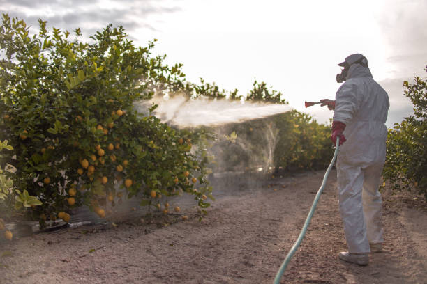 Best Affordable Pest Control Services  in El Monte, CA
