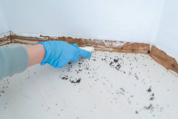 Pest Control Cost in El Monte, CA